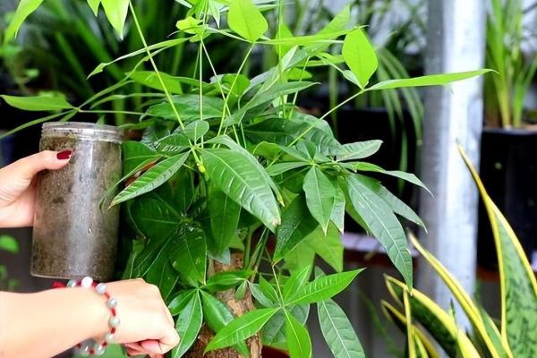 买了“发财树”，别把方位摆错