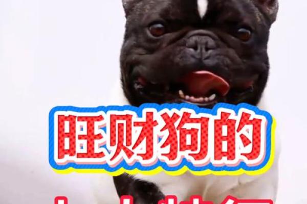 以下品种什么样的狗旺财风水