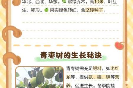 以百科解析，哪个生肖被以枣树代表？