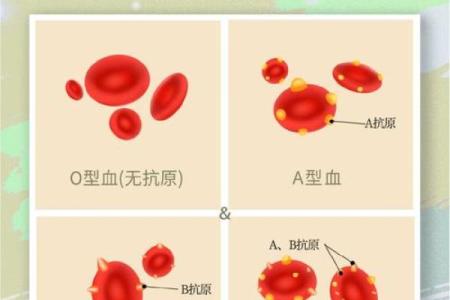 血行都有什么血型 血行的血型有哪些