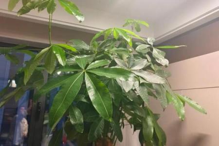 买了“发财树”，别把方位摆错