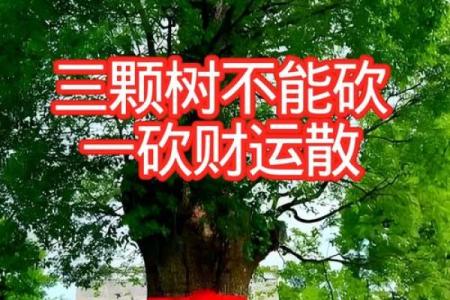 风水财运门前种树也不要种这三棵树禁忌