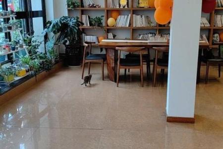猫山下的房子风水