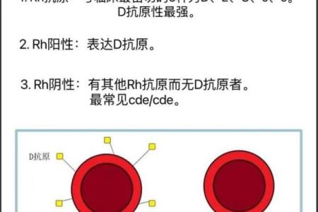 抗a凝集是什么血型