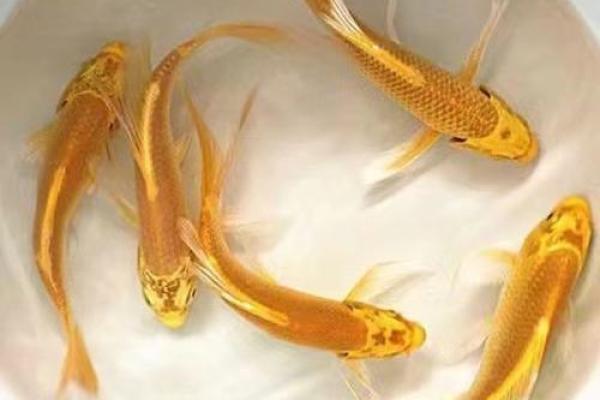我是做生意的.怎样养风水鱼？