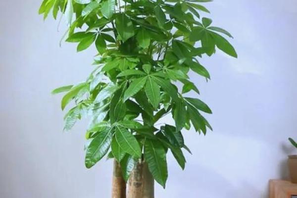 客厅摆放植物风水原则