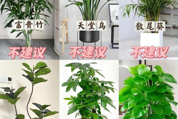 客厅摆放植物风水原则
