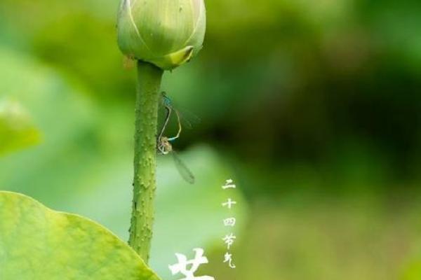 芒种前出生好还是芒种后 2024年芒种出生人的八字