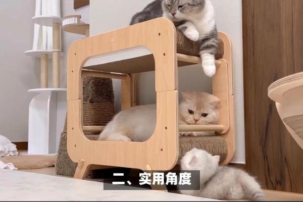 家里如何建个猫房子呢风水