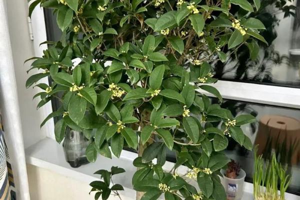 房子墙边长树风水好吗