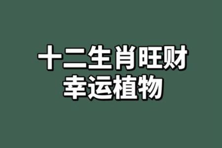 十二生肖配对 揭秘十二生肖旺财养对旺财宠物