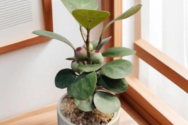 家居生活中风水植物与健康开运