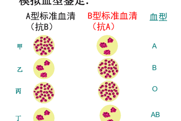 盘点四大血型女谁最彪悍