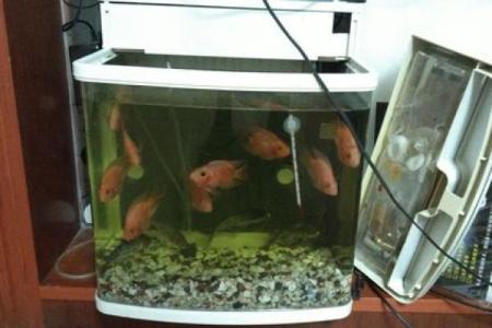 蓝鲨没腮风水