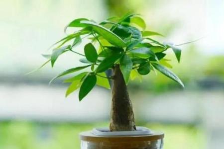 家居生活中风水植物与健康开运