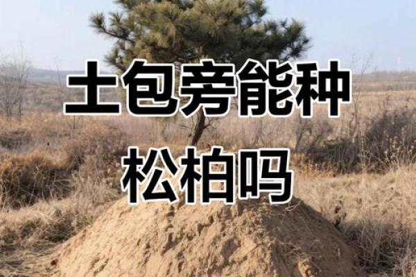 别乱栽树，坏了风水哭都来不及