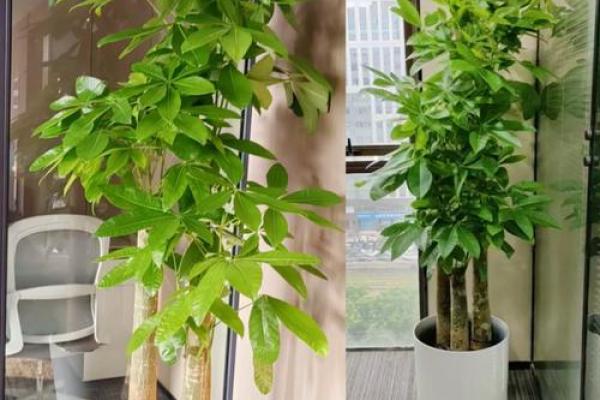 办公室风水绿植选择有哪些可以带来财运