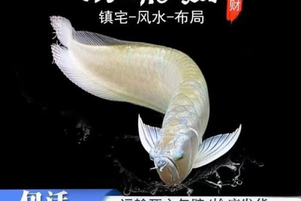 养银龙鱼风水 养银龙鱼风水讲究