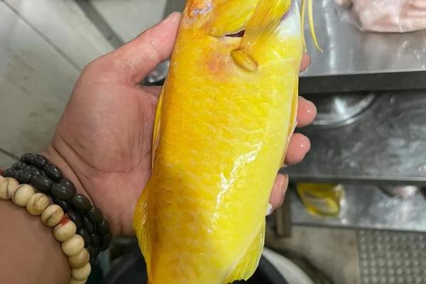 财神鱼有黄色的吗