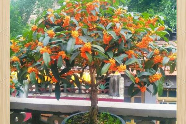 北方庭院十大吉祥之树风水树