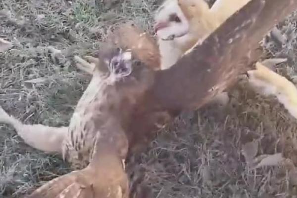 猴跟鹰风水