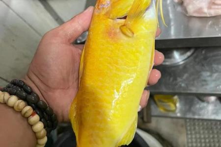 财神鱼有黄色的吗