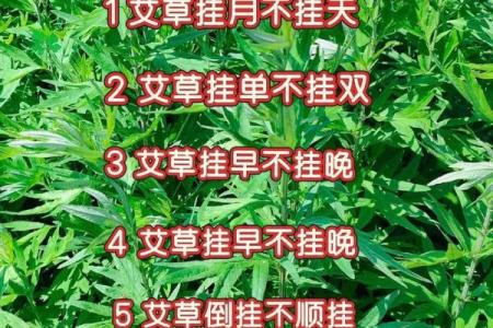 风水习俗端午挂艾草是单还是双解答