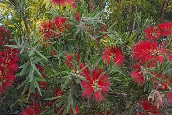 红干层树风水