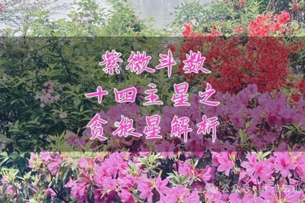 紫微斗数之迁移宫与诸星,贪狼星在迁移宫是什么意思? 紫微斗数之迁移宫与诸星,贪狼星在迁移宫是什么意思?