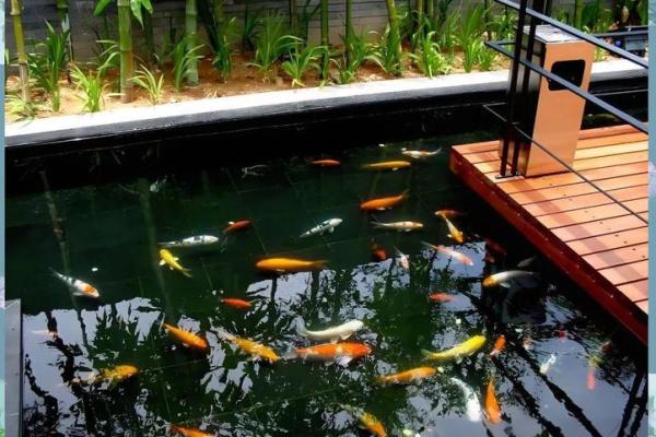 房子东面建鱼池风水好吗