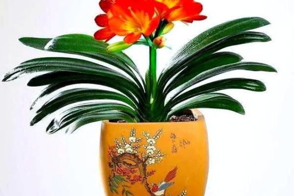 办公室风水：十二生肖最配的绿色植物有哪些？