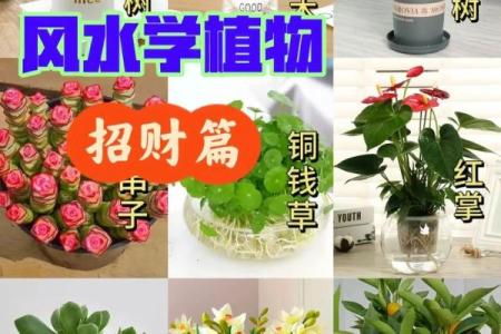 公司摆放风水禁忌 摆放什么植物可以招财