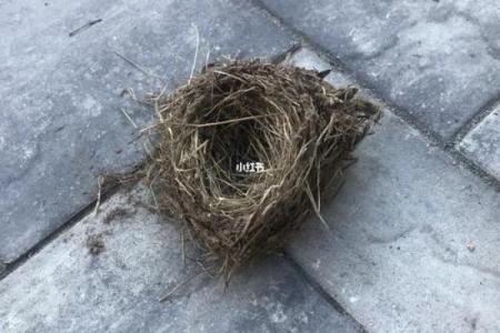 房子屋檐下有鸟窝好吗风水