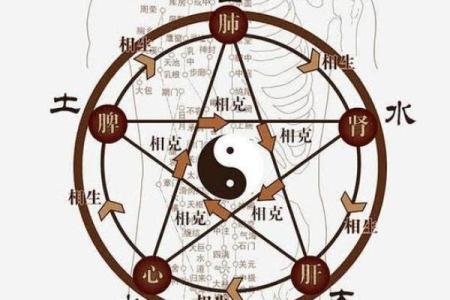 八字人体