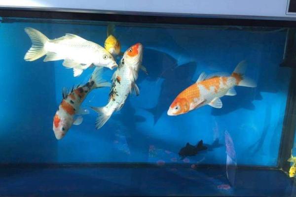风水颜色_养鱼禁忌的颜色