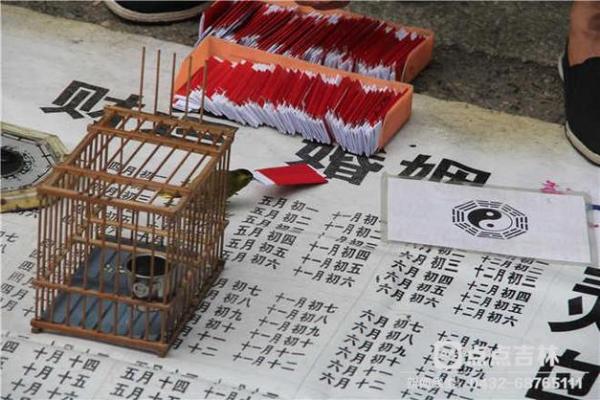 鸟儿算命图片大全