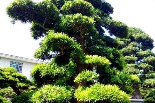 风水房子上长树