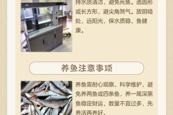 养鱼的数量风水