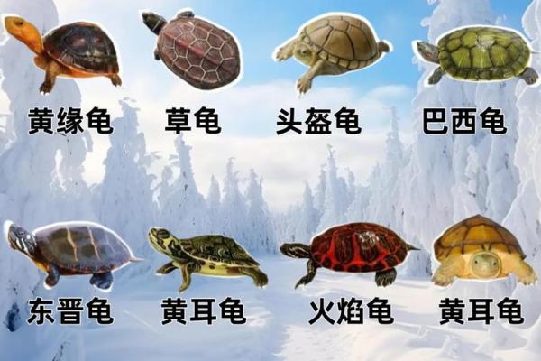 乌龟一般养几只吉利养龟风水养单数还是双数好