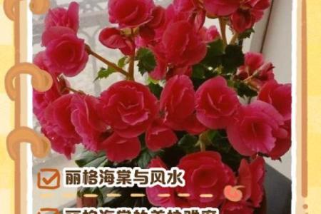 海棠花风水_家里养海棠花好吗