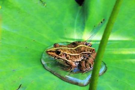 小青蛙风水