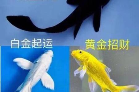 家庭养风水鱼适合哪几种？