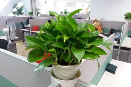 办公场所摆放植物的风水讲究