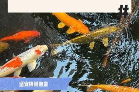 锦鲤鱼混养风水