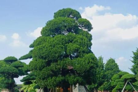 风水学说_北京故宫御花园种了好多柏树