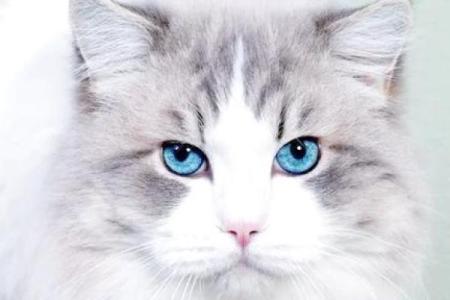 风水猫不请自来兆头寓意什么