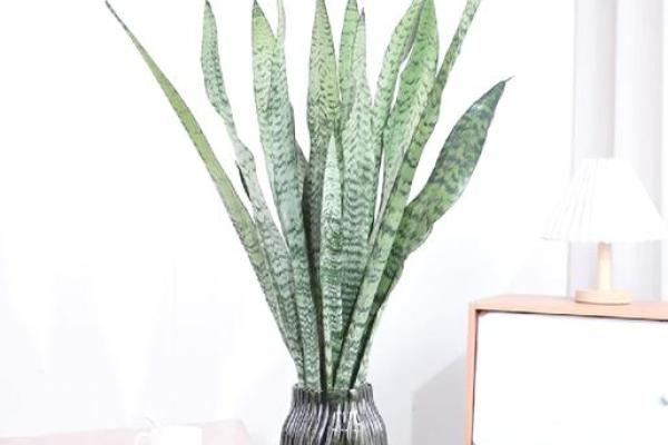 客厅植物摆放风水也有讲究 这些你都了解吗