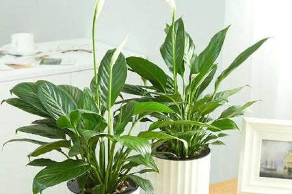 有哪些植物可以改变风水呢？