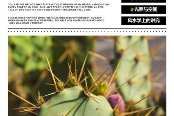 仙人掌的风水作用，仙人掌的风水作用禁忌