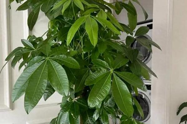 房子里栽什么树苗好风水